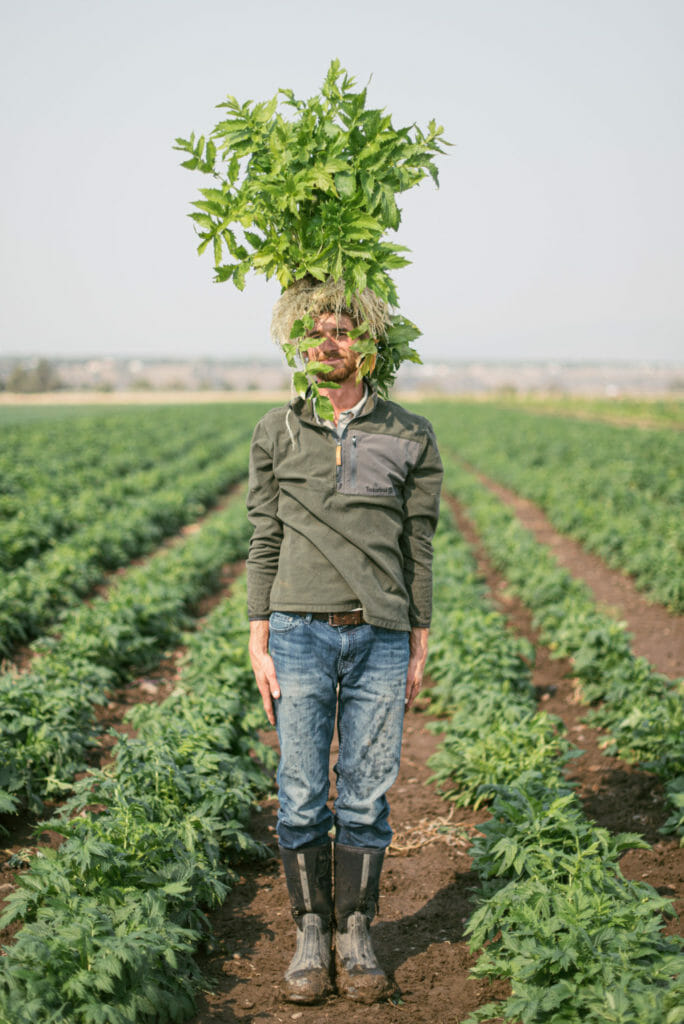 Plant on the head in Oregon